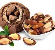 Бразилски орех: полза и вреда, състав, калориен прием, препоръки за консумация