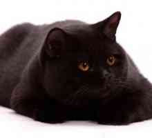 British Black Cat: описание, характеристики, характеристики и ревюта на хотели