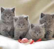 Британски котенца: грижи и обучение на сладки деца