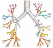 Бронхиално дишане: видове и форми на патологично дишане