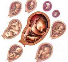 Бъдещи майки: развитие на ембриона за седмици