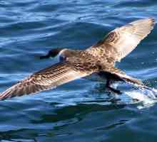 Петрел: птица с лошо време и символ на морето