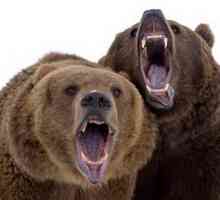 Кафяви мечки: добри природни топиги и опасни пръчки