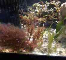 Кафяви морски водорасли в аквариума: как да се бием? Как да се грижим за аквариума у ​​дома?