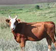 Бикове: породи бикове и техните характеристики. Месни породи бикове