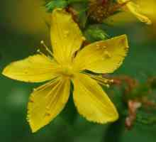 Лечебни билки. Терапевтични свойства на жълт кантарион и противопоказания