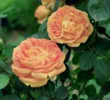 Хибридни чаени рози: сортове, описание, засаждане и грижи