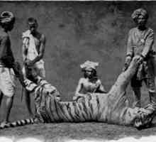 Тигрицата на Шампават е убиец на зверове, който поражда много кошмари