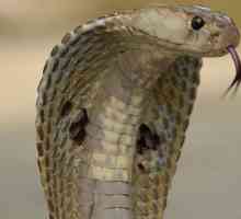 Какво мога да очаквам, ако видях змия в съня си?