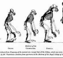 Антропоидните маймуни и човек са прилики и различия. Видове и признаци на съвременни маймуни