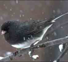 Какво и как да помогнем на птиците през зимата