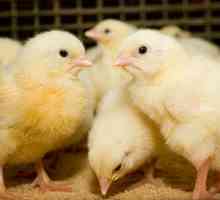 Какво да храним пилетата през първите дни от живота?