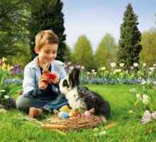 Какво да храним зайци у дома? Индивидуална диета