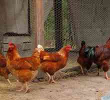 Как да се хранят кокошки носачки, за да бъдат по-добре пренесени: характеристики и препоръки