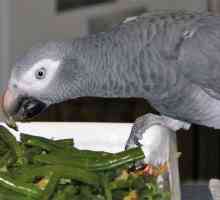 Какво да нахраниш с папагала: храна, витамини, минерални добавки