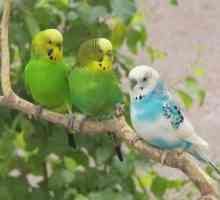 Какво да се храни с вълнообразен папагал и как да се грижи за него