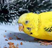 Какво да се храни с вълнообразен папагал, с изключение на полезни полезни съвети за собствениците…