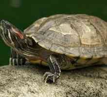 Какво се храни най-често с най-често срещаните костенурки в червено
