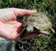 Какво се храни от сухоземните костенурки? Основни правила