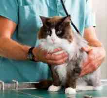 Как да лекувам лишеите при котки: методи за официална и народна ветеринарна медицина