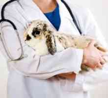 А за лечение на диария при зайци? Заболявания на зайци: симптоми и лечение