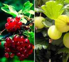 Как да се отнасяме към цариградско грозде в ранна пролет от вредители?