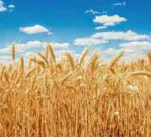 Каква е разликата между ръжта и пшеницата?