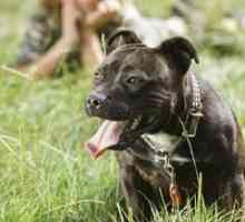 Каква е разликата между Staffordshire Terrier и pit bull? снимка