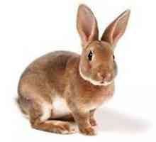 Каква е разликата между зайци заек и заек: сходство и разлика