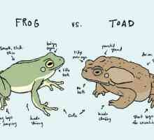 Каква е разликата между жаба и жаба? Сходството на жабите и жабите