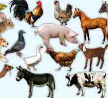 Каква е разликата между домашните животни и дивите животни?
