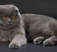 Какво отличава шотландските котки от британците: описание на външния вид, характера, сравнението