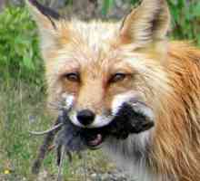 Какво ли яде лисицата? Какво кара лисицата в гората през зимата?