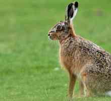 Какво захранва заекът в гората? Какво правят зайците през зимата?
