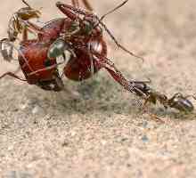 Какво мравки ядат в природата?