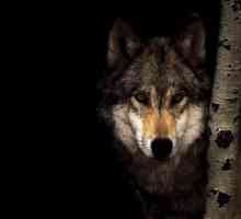 Какво вълците ядат в различни местообитания