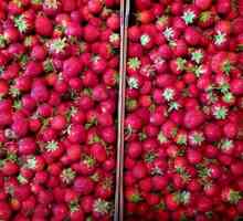 Какво се храни с градинарите на ягоди?