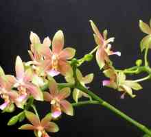 Как да храним орхидея у дома?