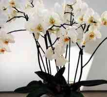 Как да нахраним орхидея у дома?