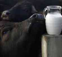 Колко полезно е биволското мляко? Калория и хранителна стойност на напитката