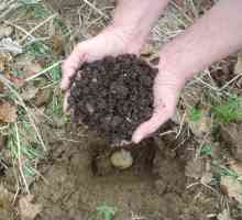 Как да натоваряте картофи при засаждане в дупката?
