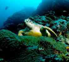 Какво е известно със зелената морска костенурка?