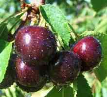 Cherry `itput` е един от най-популярните сортове