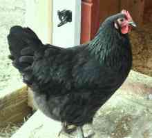 Черната кокошка е мистично същество