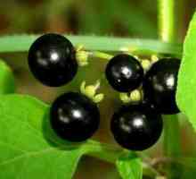 Blueberry Fort е растение от рода Solanaceae и юка от семейството на агаве
