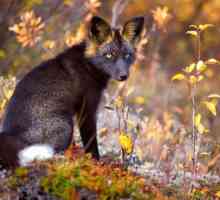 Чернокоси лисица: снимка, описание. Чернокоси лисица в природата и у дома