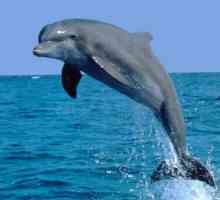 Черноморският бутилка делфин е силно развит вид морски бозайници