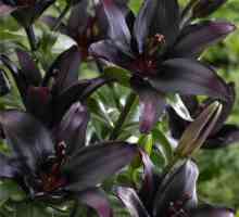 Има ли черни лилии в природата? Така шантре: описание, снимка