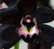 Черни орхидеи