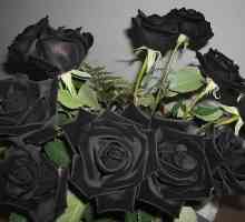 Черни рози - подарък от развъдчици
